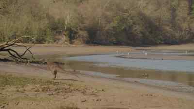 These sandbars may be
a rich feeding ground, - Prehistoric Planet
