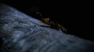 - These scorpions have
a neurotoxic venom, - Kings of Pain