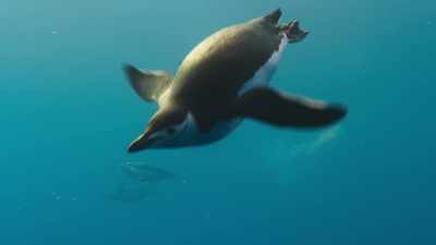 These seas are once again
beginning to brim with life. - Seven Worlds, One Planet