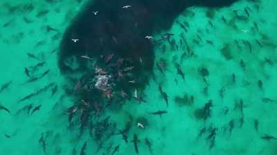 These shallow seas
are exceptionally rich in sharks. - Seven Worlds, One Planet