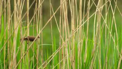 These small, delicate birds
have their work cut out. - Wild Babies