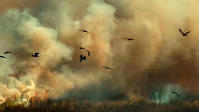 These so-called firehawks are here
to feed off the panic. - Tiny World