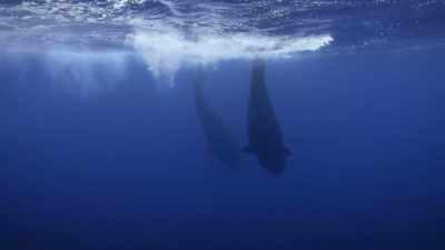 These sperm whales
are going down 3,000 feet, - Secrets of the Whales
