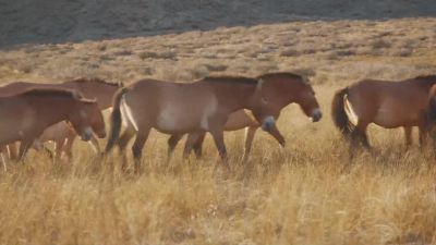 These spirits move together as a herd, - A World of Calm