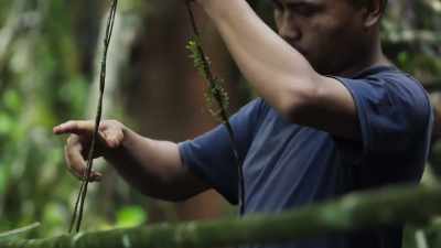 These strands will combine
as they grow, sharing nutrients - The Green Planet