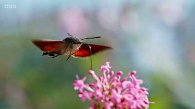These summer visitors can beat
their wings 85 times a second - Wild Isles