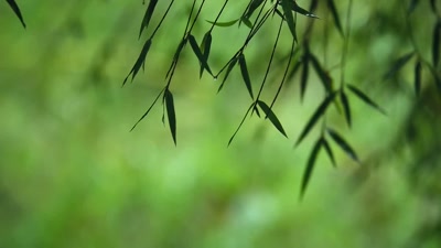 'These tender new leaves and shoots - A Year on Planet Earth