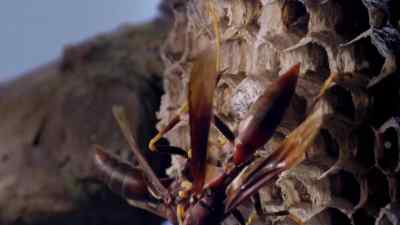 These tests of strength
have a purpose. - Micro Monsters with David Attenborough
