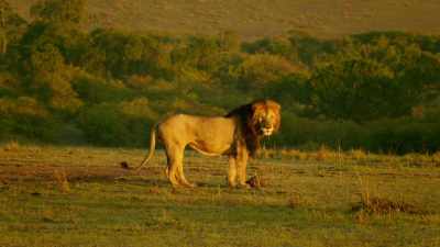 These were the lions
who killed her mother. - Serengeti