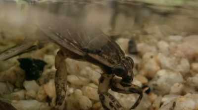 These things live
in fresh water, - Kings of Pain