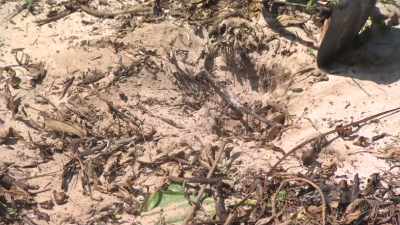 These things on the
island tend to get buried - Island of Bryan