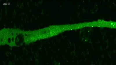 These tiny specks are
messenger RNA molecules. - The Human Body: Secrets of Your Life Revealed