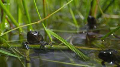 These tiny toadlets are now
ready for their next stage. - Wild Isles