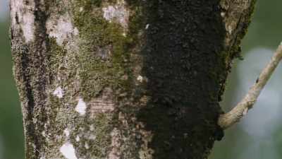 These trees are monoclonal, - This Giant Beast That is the Global Economy