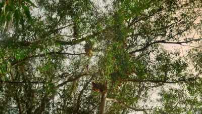 These trees are one
of their few protected havens. - Our Great National Parks