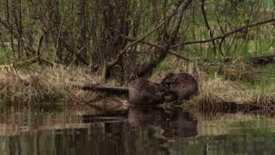 These two are a couple for life, - Wild Nordic