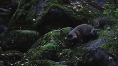 These two are a mating pair, - Wild Nordic