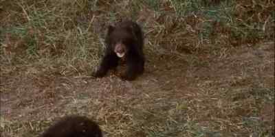 THESE TWO DECIDED NOT
TO BE STANDOFFISH ABOUT IT, - The Incredible Journey