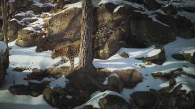 These two rare big cats
are sharing the same territory. - Frozen Planet II