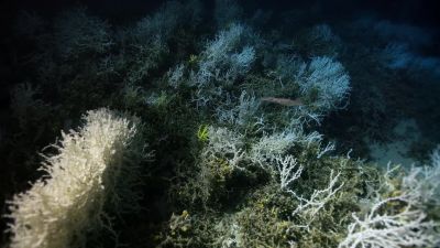 These underwater forests - Our Planet