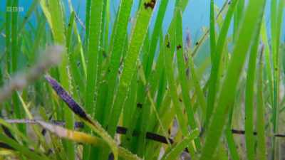 These underwater
meadows are safe havens, - Wild Isles
