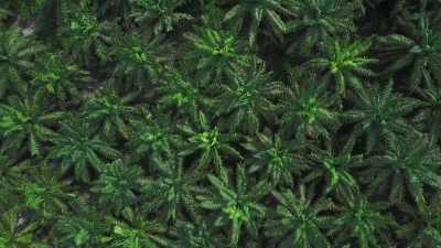 These uniform plantations
can't support life in the same way - Seven Worlds, One Planet