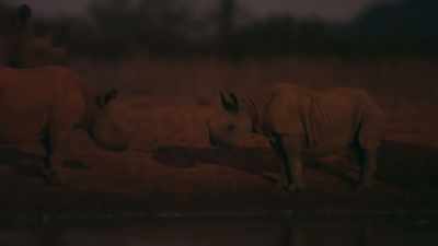 These usually solitary creatures
come to drink and socialize. - Our Great National Parks