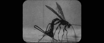 These wasps have to
basically find a way - Memory: The Origins of Alien