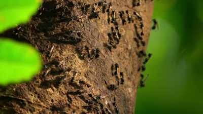 These wasps mean one thing to him. - Our Planet