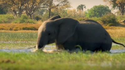 These waters
allow 18,000 elephants to survive - A Year on Planet Earth