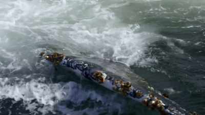 "These whales are not family." - Secrets of the Whales