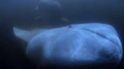"These white whales may
make an exception." - Secrets of the Whales