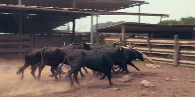 These wild cows are terrifying foes. - Human Playground