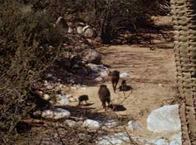 These wild pigs
are called by several names -- - The Living Desert