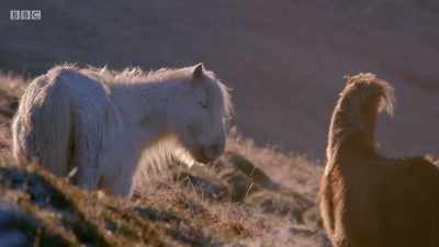 These wild ponies
are an ancient breed - Wales: Land of the Wild
