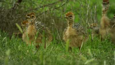These will be a delicacy
to be savoured. - Serengeti