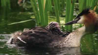 These will lodge in the chicks' stomach - Wild Nordic