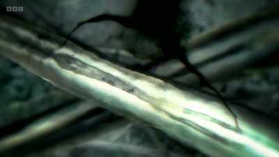 These wrap their branch-like
extensions around the axon - The Human Body: Secrets of Your Life Revealed
