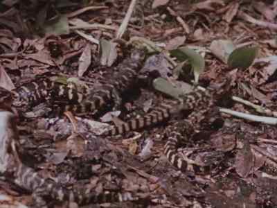 These youngsters
have yet to learn - Prowlers of the Everglades