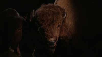 They were able to see how
large these full-grown bison - The American Buffalo