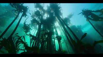 They absorb the waves' energy,
taming this wild ocean. - Our Oceans
