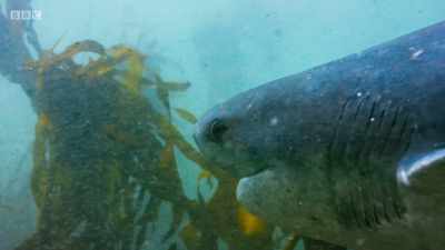 They all eat octopus... - Planet Earth: A Celebration