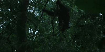 They all seem energized by the storm. - Chimp Empire