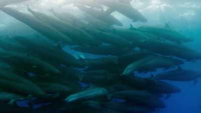 They appear to be searching
for dolphins. - Blue Planet II