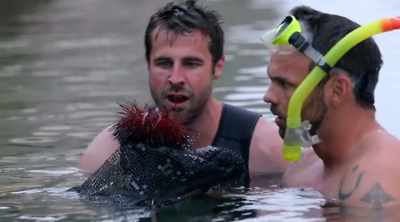 They are a beautiful
sea creature, - Kings of Pain