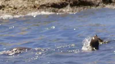 They are able to be either an ambush
predator or an active searcher, - Shark Attack Files