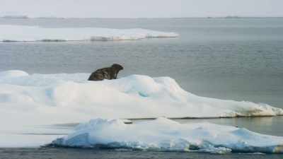 They are about the same size
as the bearded, - Frozen Planet II