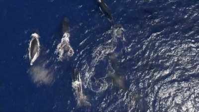"They are all talking," - Secrets of the Whales