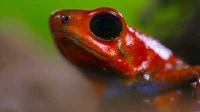 They are also highly sensitive
to any movement. - Tiny World