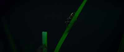 They are among the only land animals - Alien Worlds